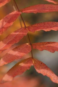 New Fall Color Photographs